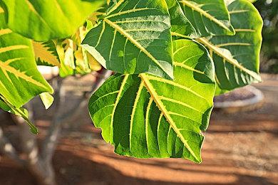 合作动作角色扮演游戏《寇瑞登》现已推出试玩Demo 计划于1月30日发售